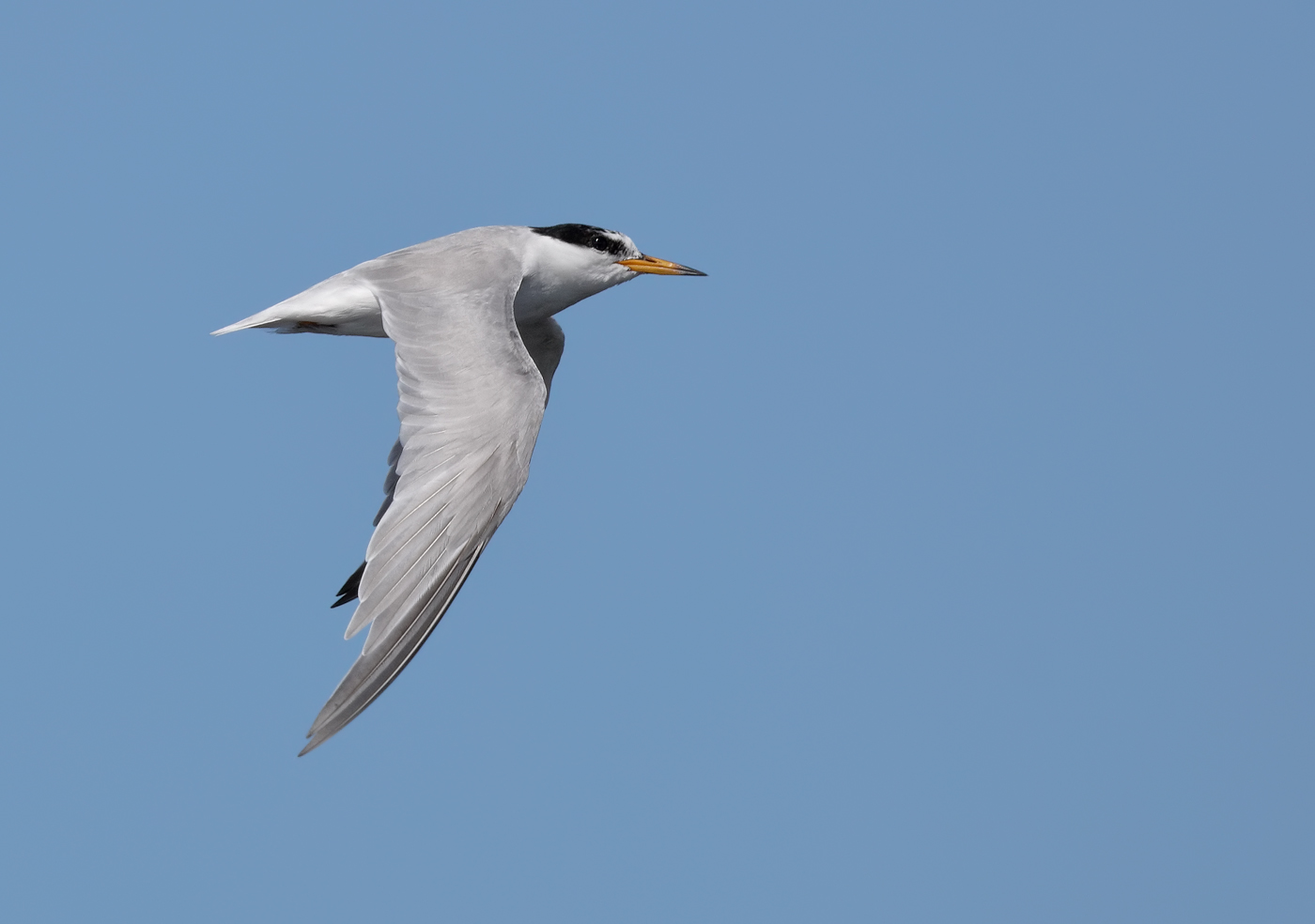 Little Tern (Image ID 24645)