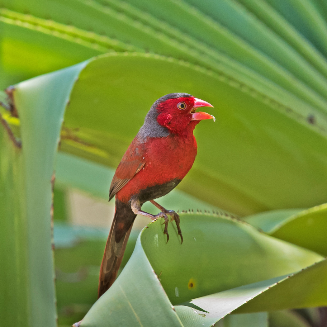 Black-bellied Crimson Finch (Image ID 24703)
