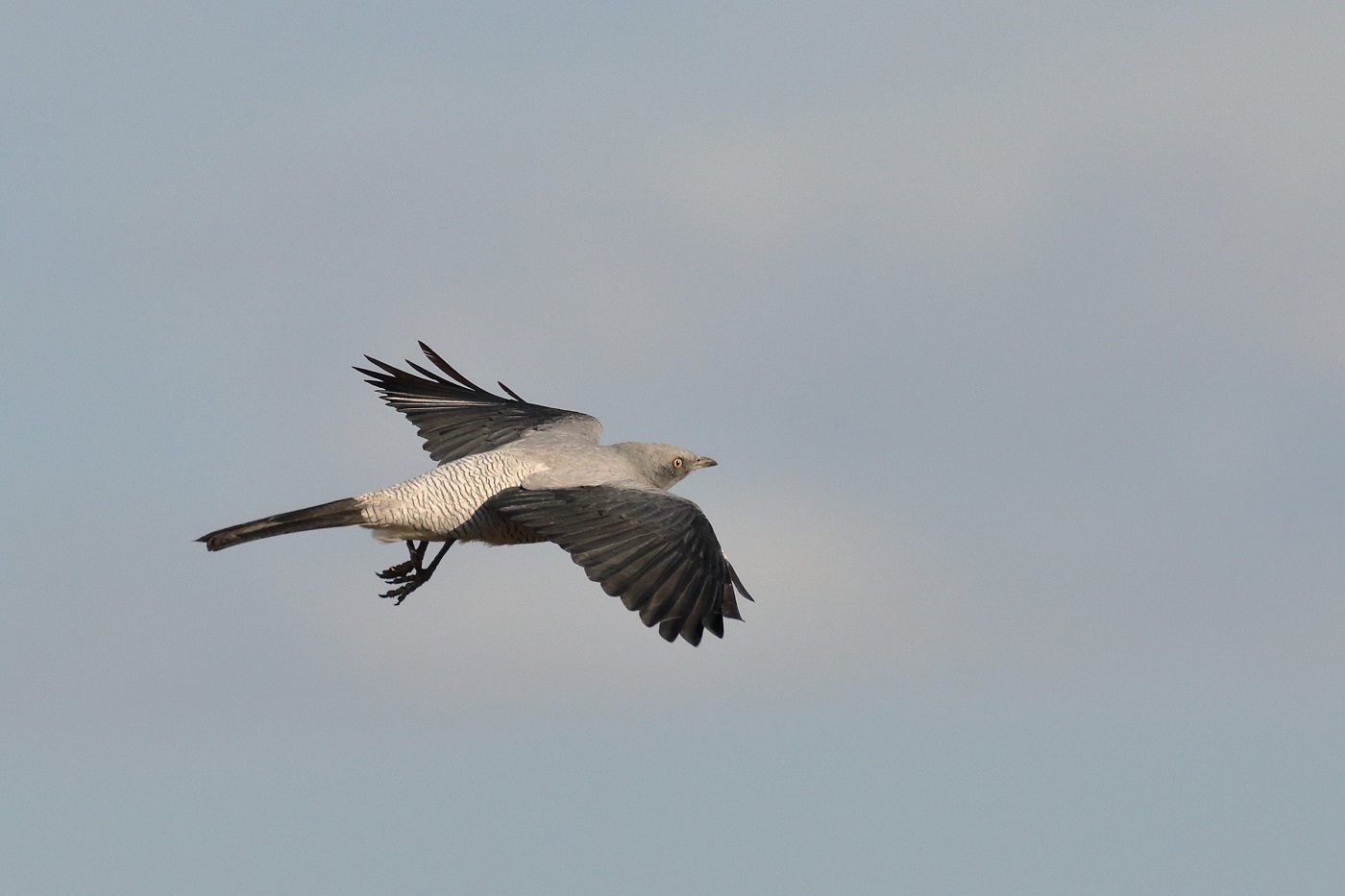 Ground Cuckoo-shrike (Image ID 24535)