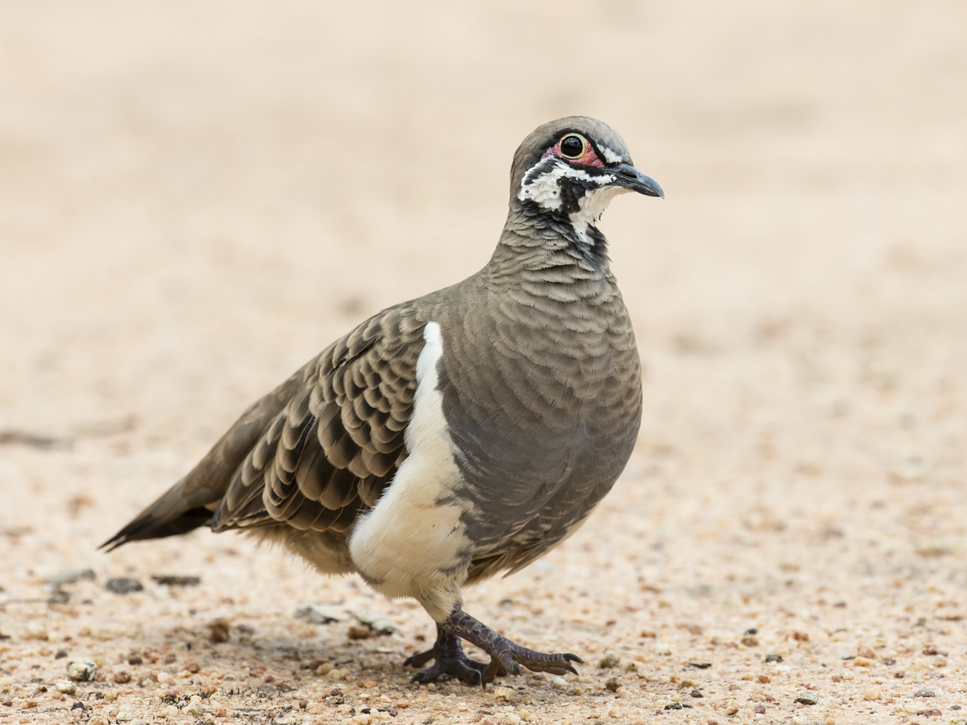 Squatter Pigeon (Image ID 24538)