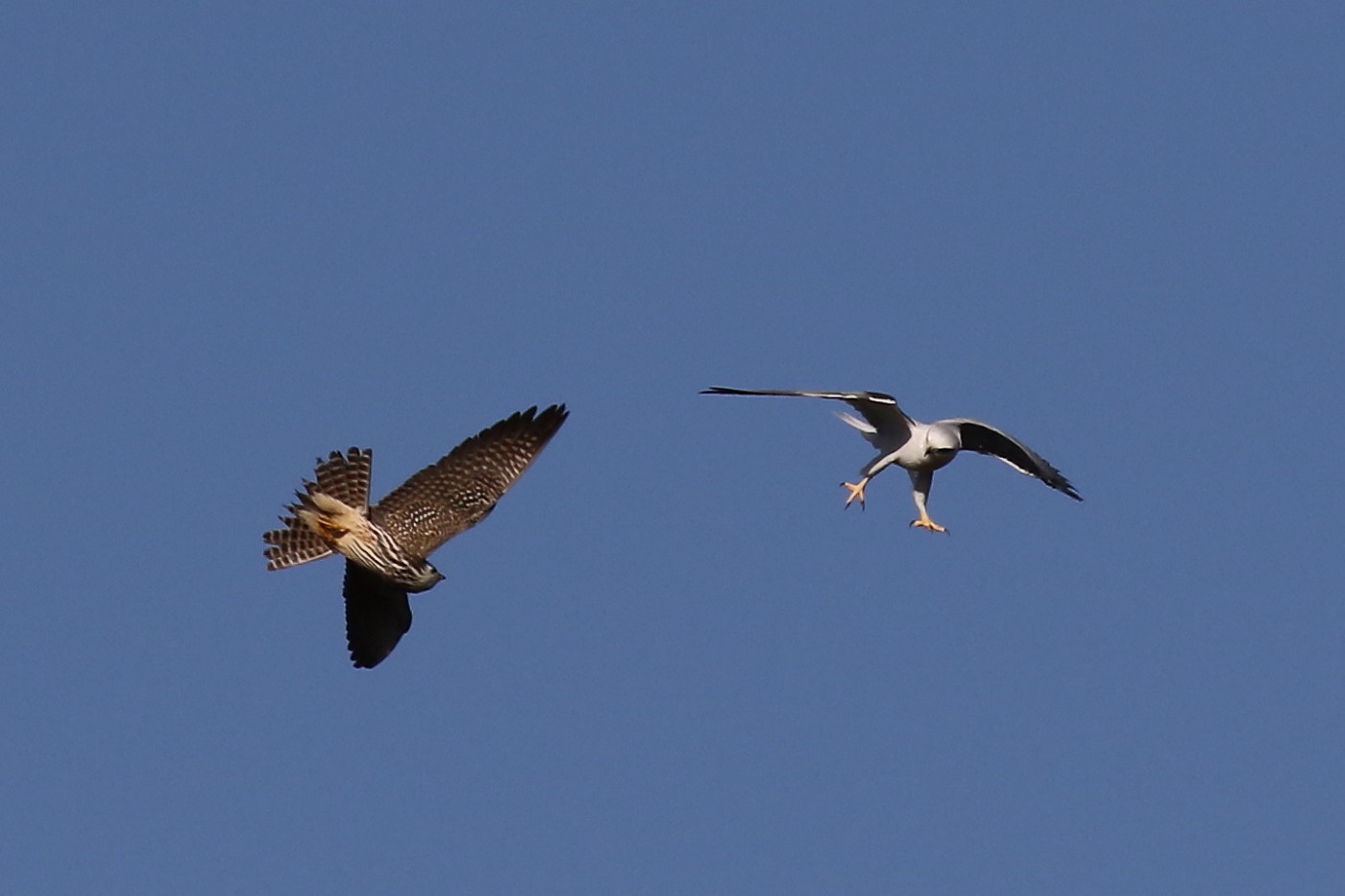 Black-shouldered Kite,Eurasian Hobby (Image ID 24506)
