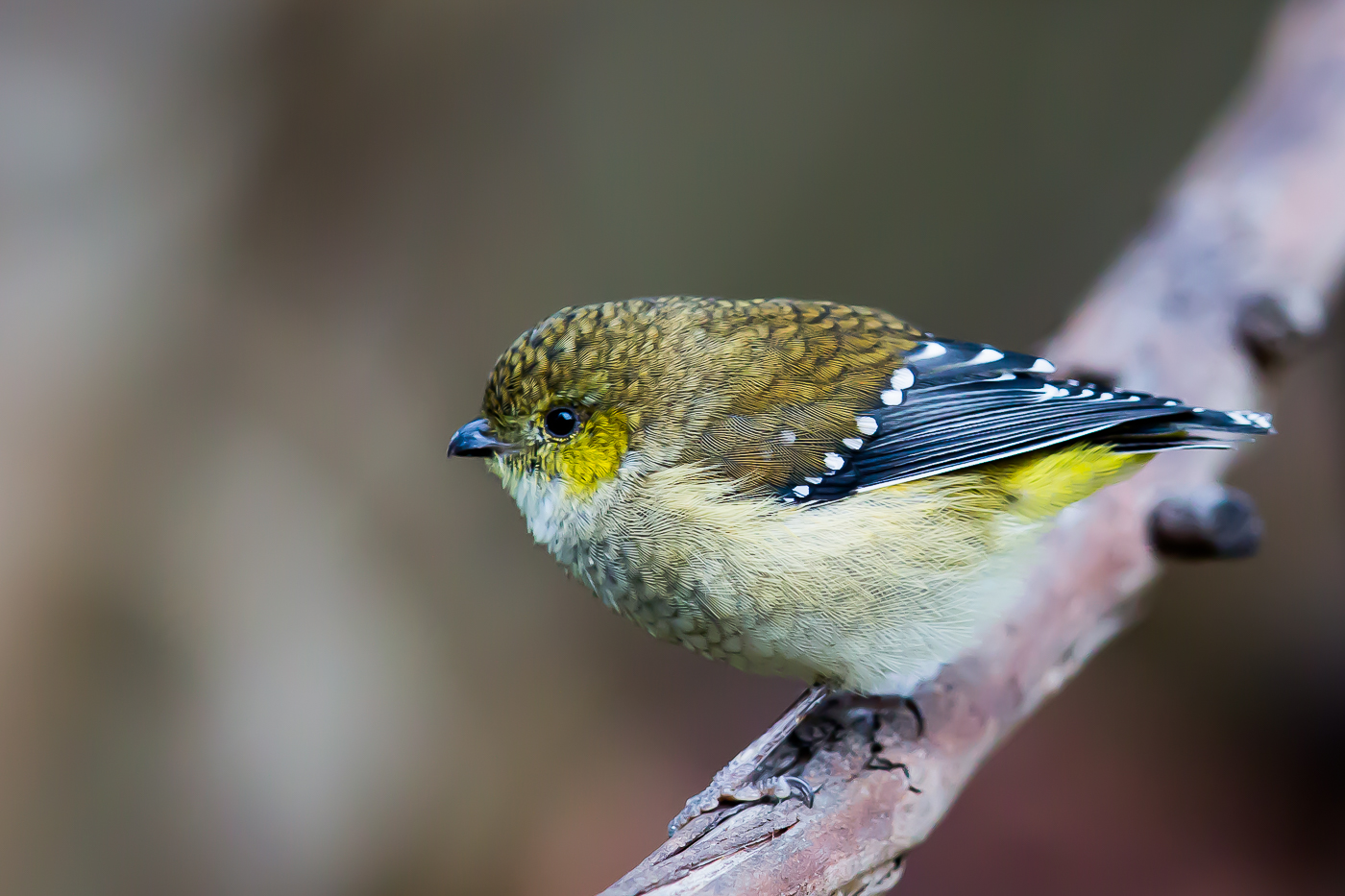 Forty-spotted Pardalote (Image ID 24599)