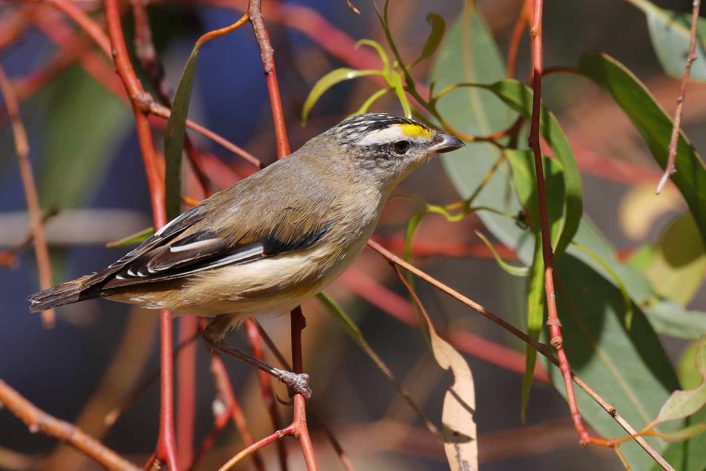Striated Pardalote (Image ID 24799)