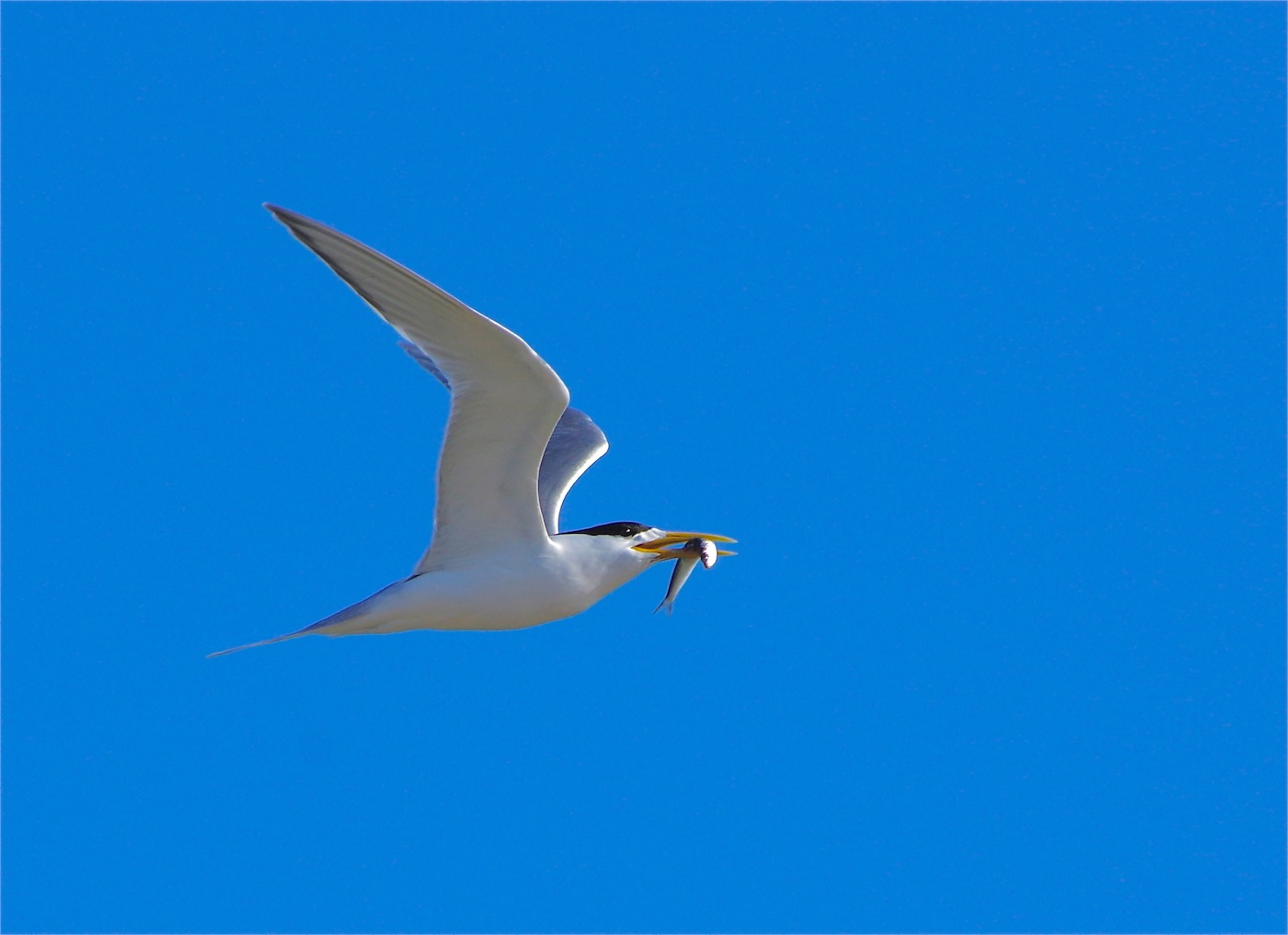 Greater Crested Tern (Image ID 24474)