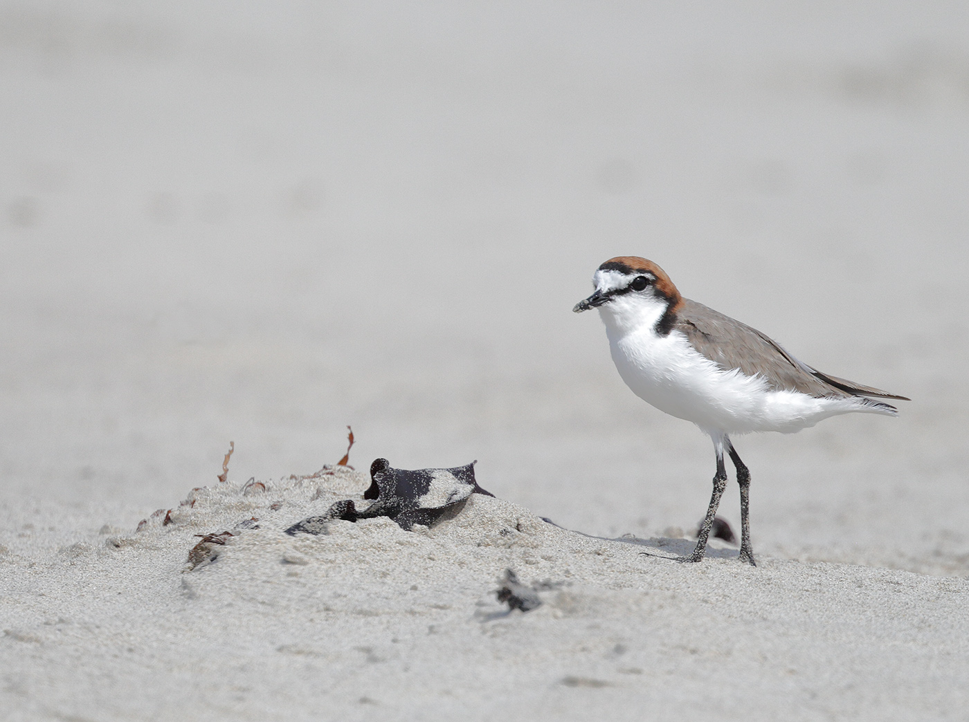 Red-capped Plover (Image ID 24578)