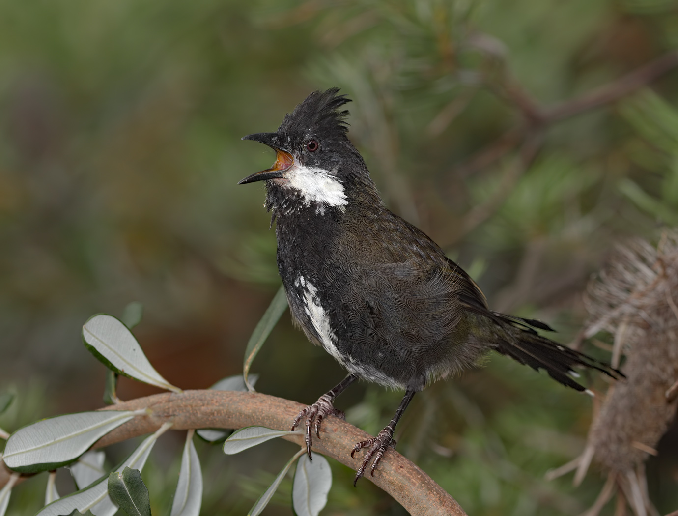 Eastern Whipbird (Image ID 24458)