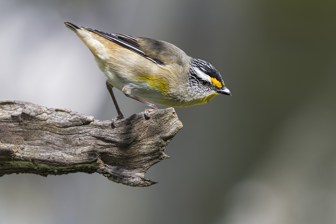 Striated Pardalote (Image ID 24455)