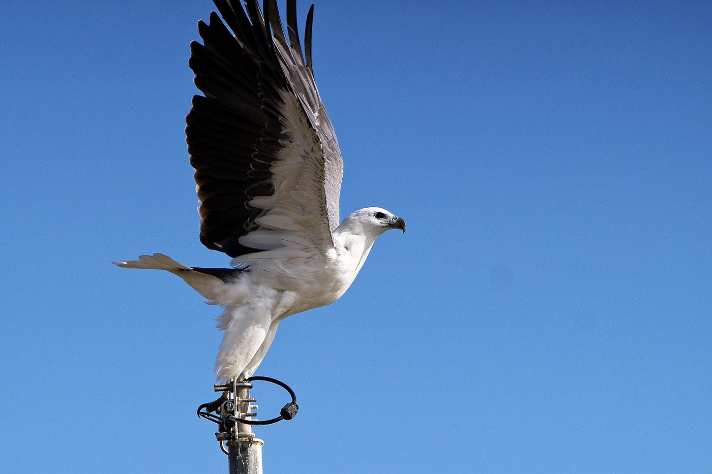White-bellied Sea-Eagle (Image ID 24832)