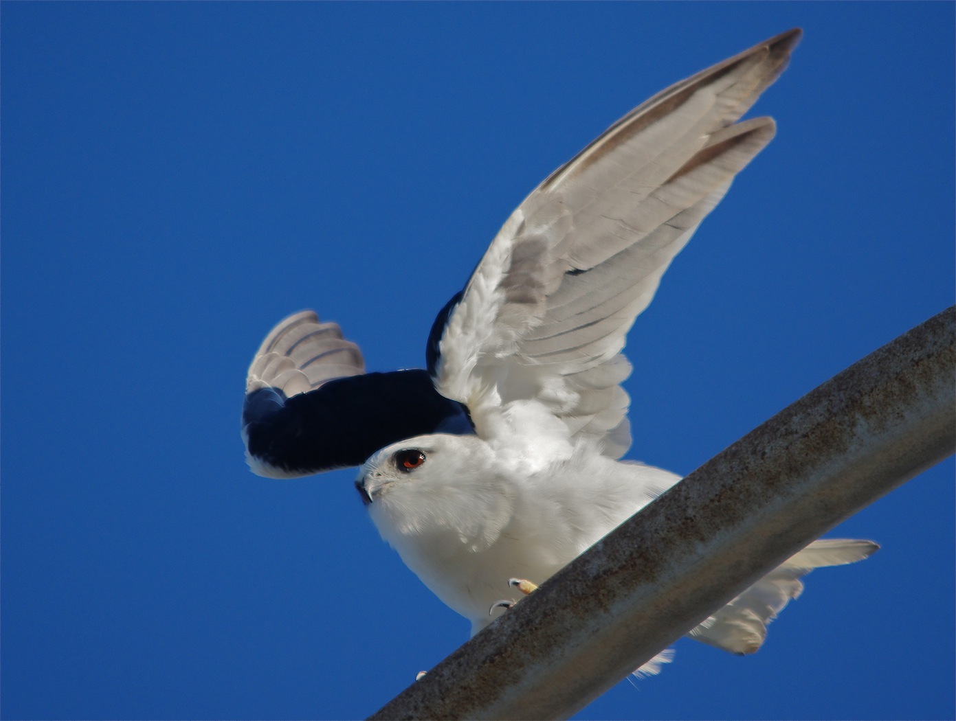 Black-shouldered Kite (Image ID 25405)