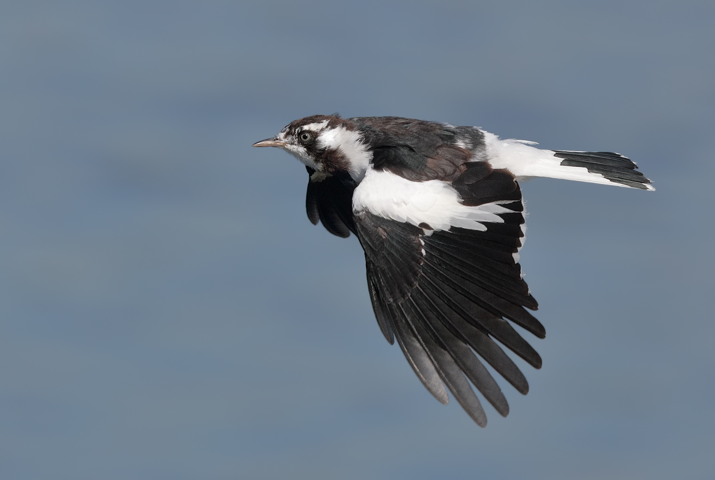 Magpie-lark (Image ID 25286)
