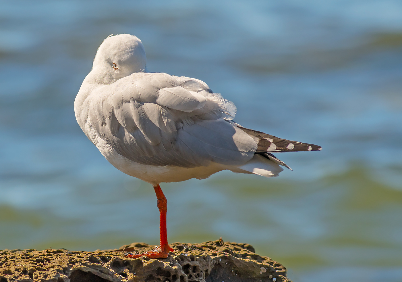 Silver Gull (Image ID 24811)