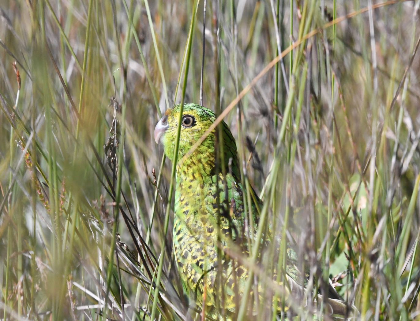 Ground Parrot (Image ID 25308)