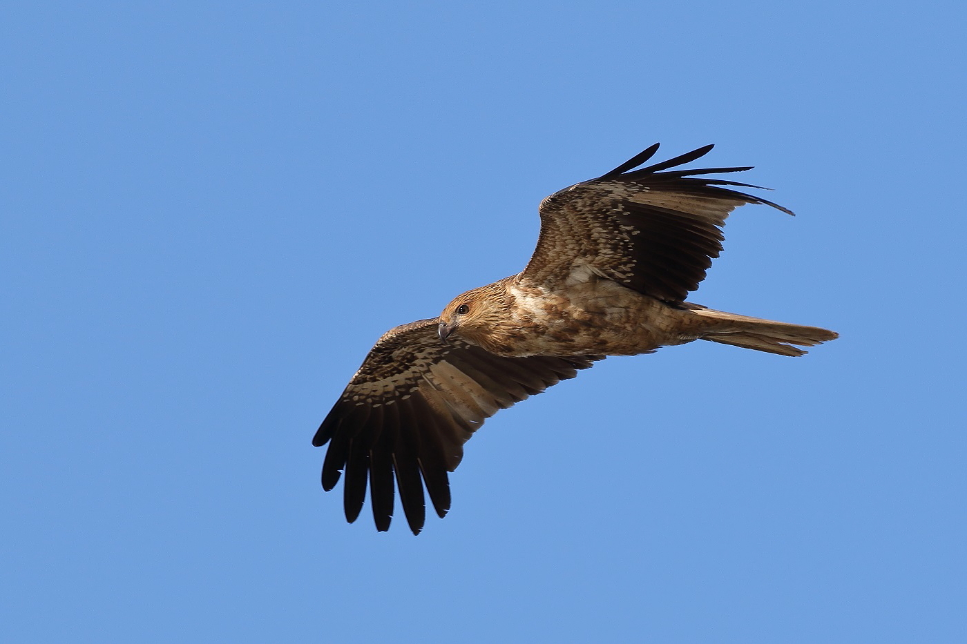 Whistling Kite (Image ID 24827)