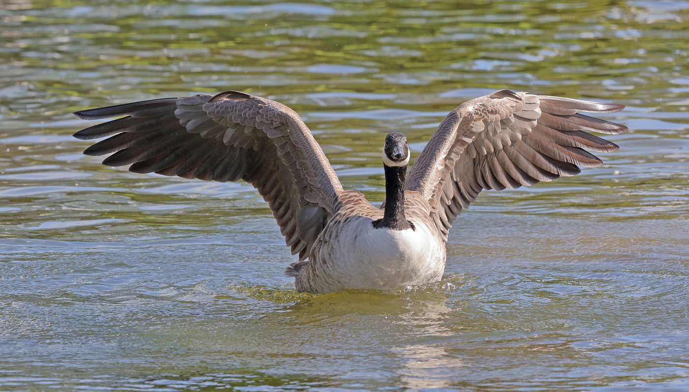 Canada Goose (Image ID 25320)