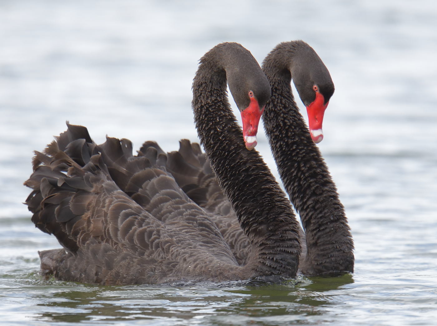Black Swan (Image ID 24856)