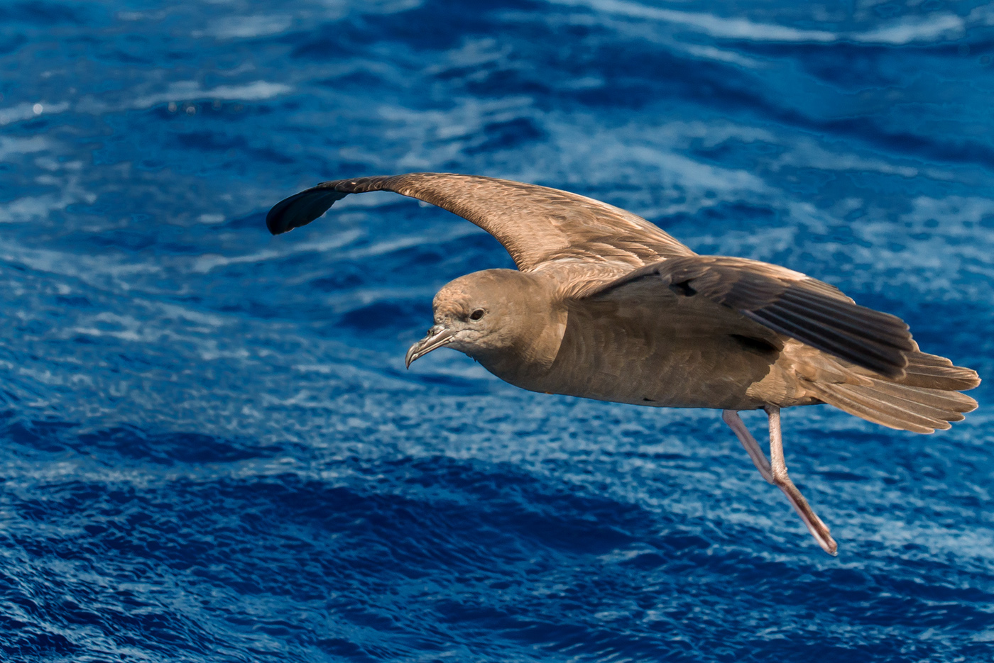 Wedge-tailed Shearwater (Image ID 24986)