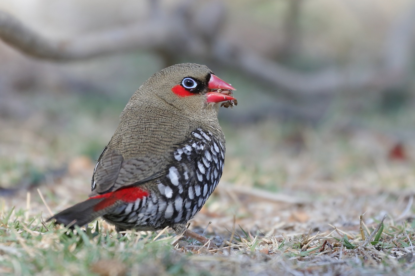 Red-eared Firetail (Image ID 25377)