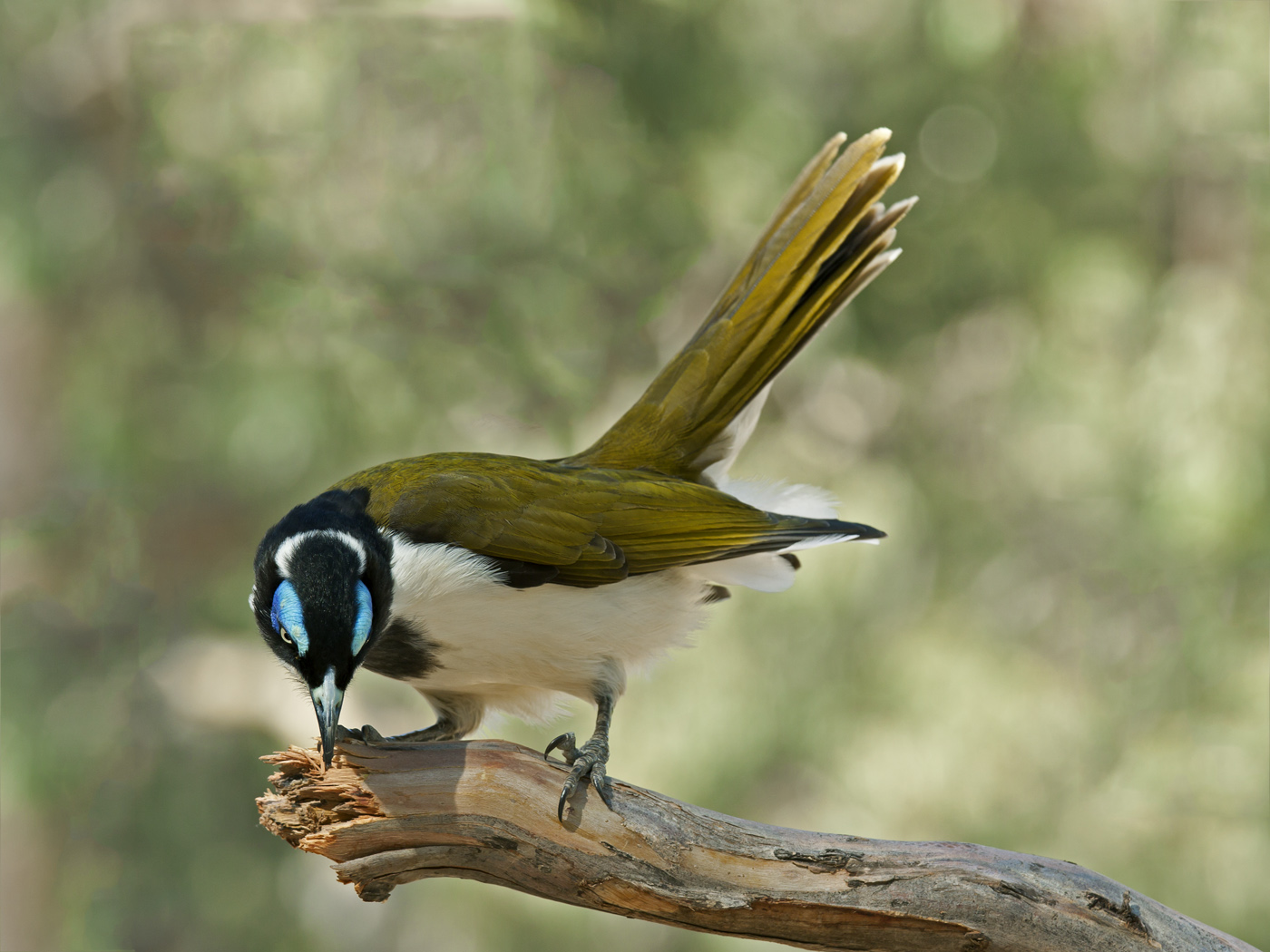 Blue-faced Honeyeater complex (Image ID 24862)