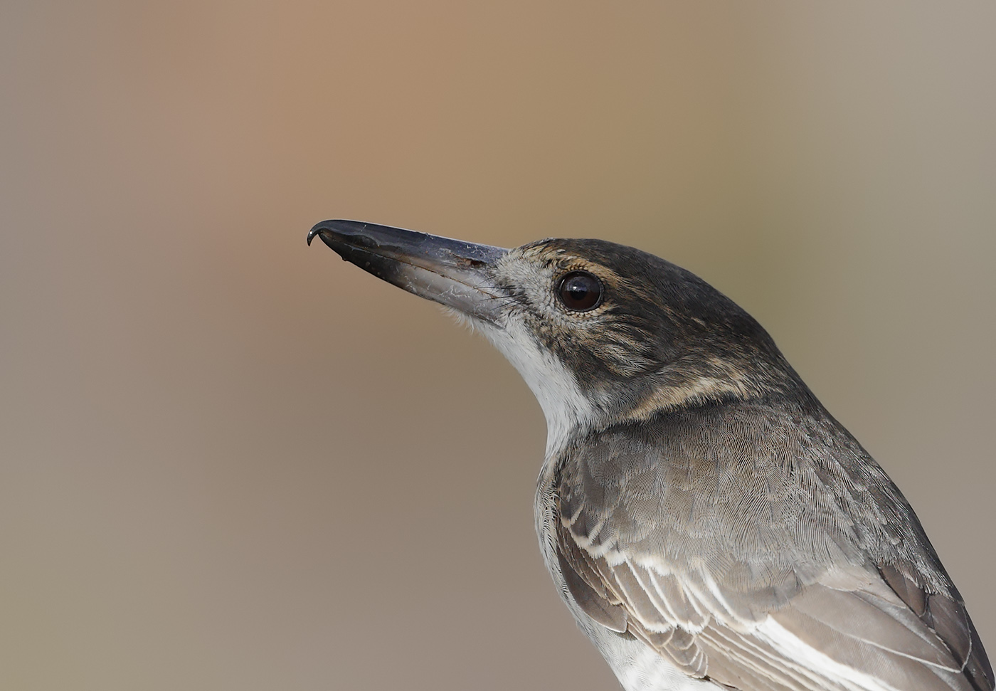 Grey Butcherbird (Image ID 25303)