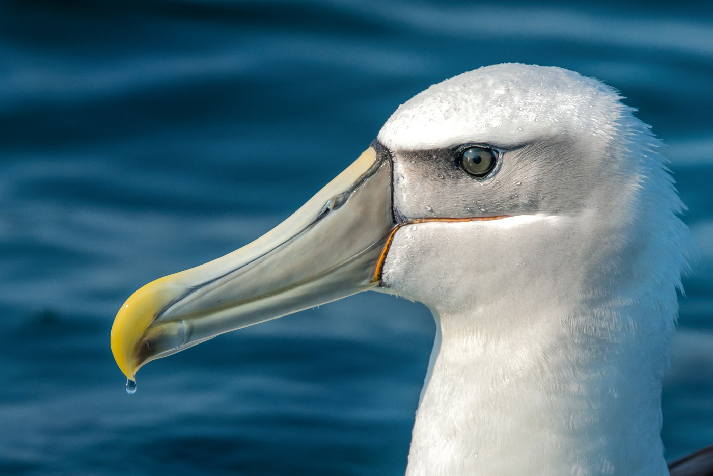Shy Albatross (Image ID 24952)