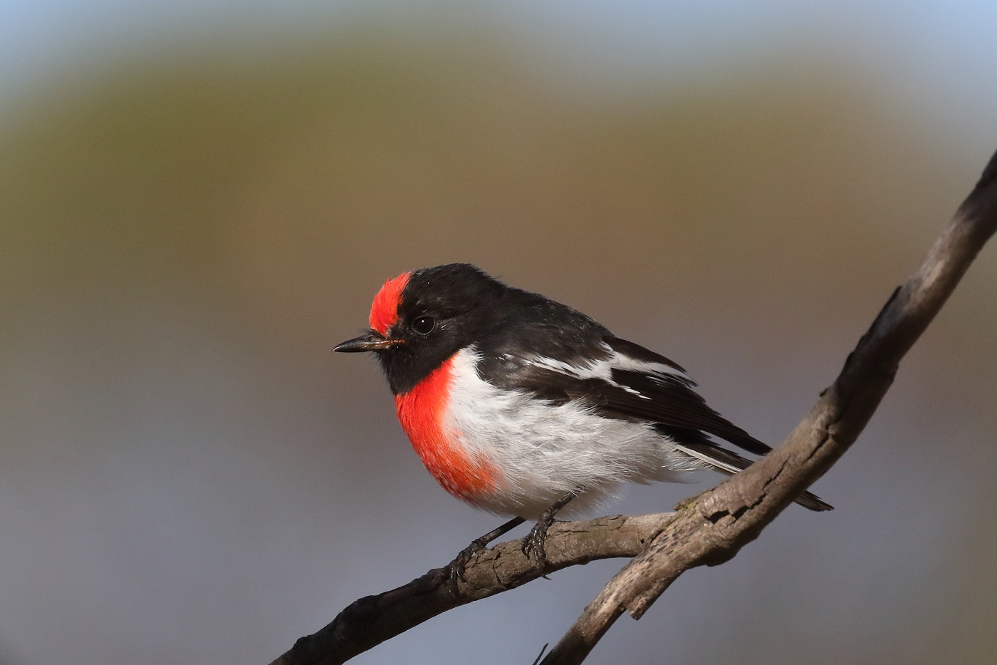 Red-capped Robin (Image ID 25164)