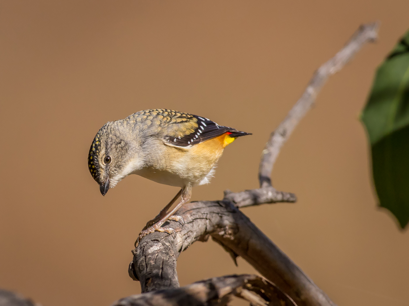 Spotted Pardalote (Image ID 25414)