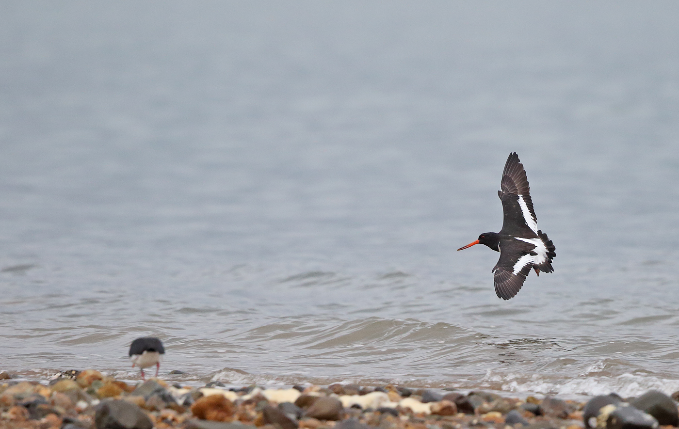 South Island Pied Oystercatcher (Image ID 25363)