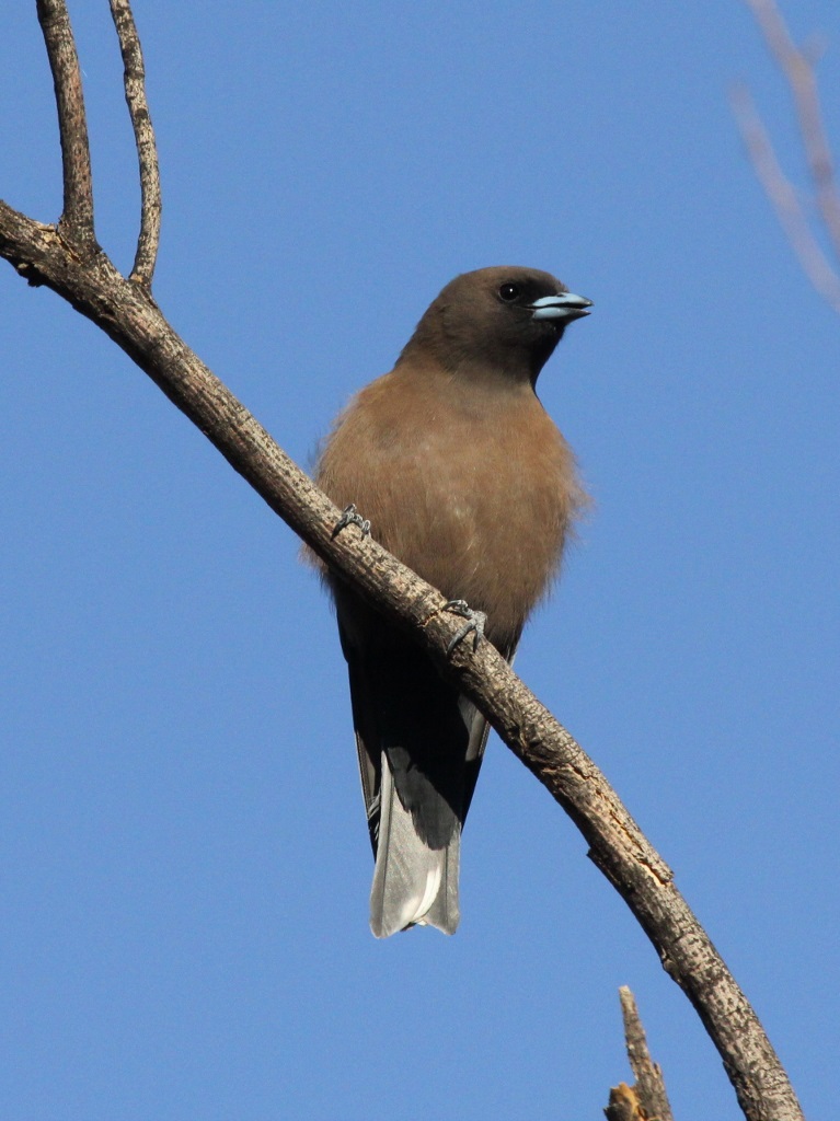 Little Woodswallow (Image ID 25417)