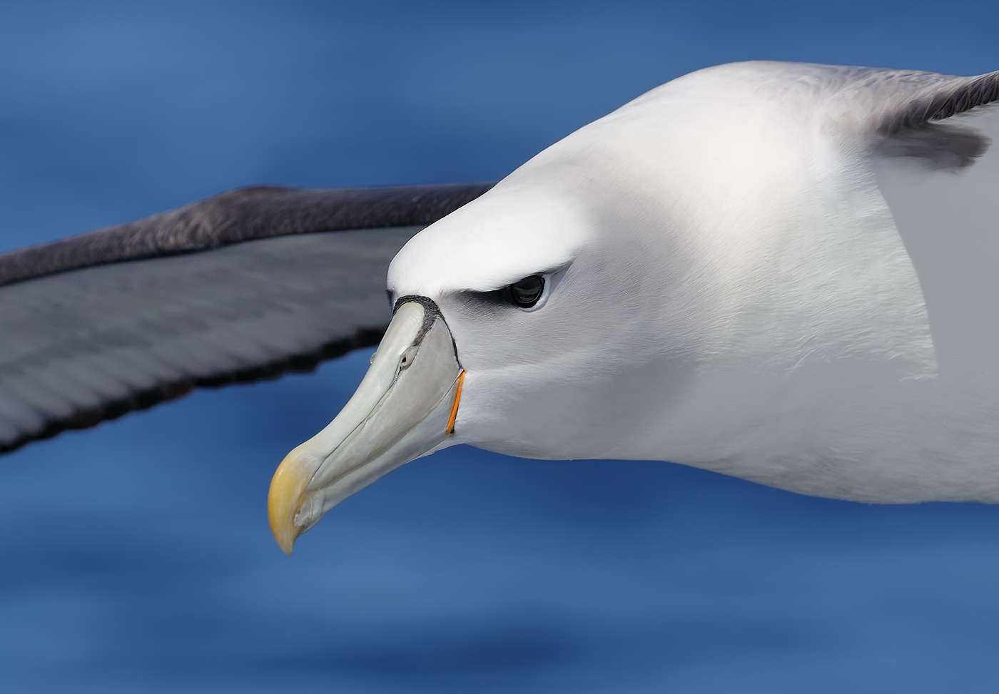 Shy Albatross (Image ID 25221)