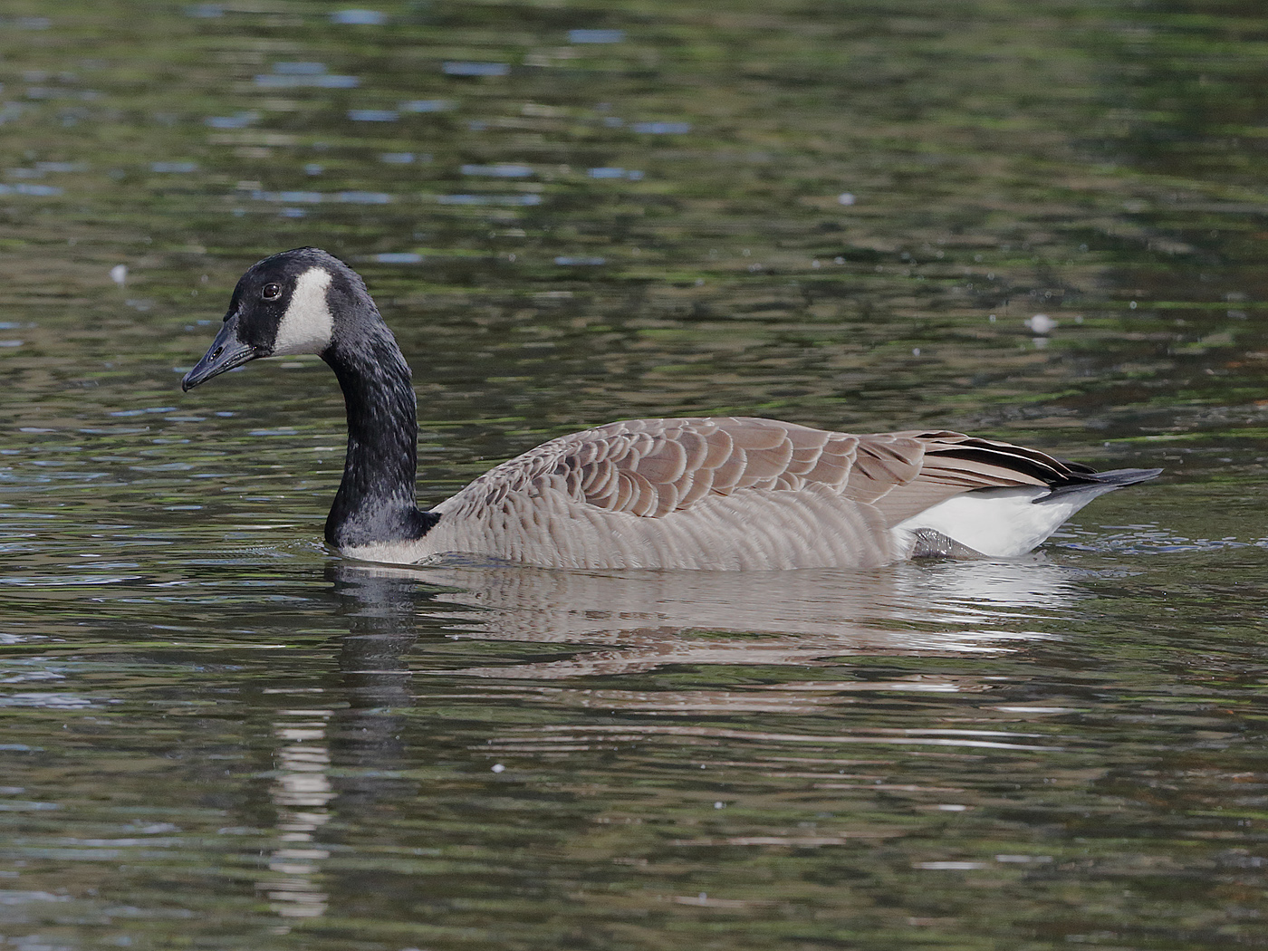 Canada Goose (Image ID 25321)