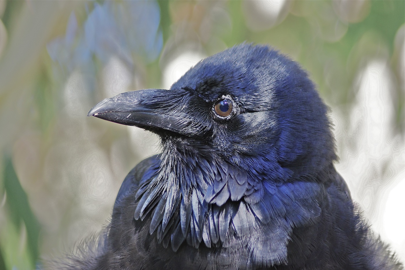 Australian Raven (Image ID 25386)