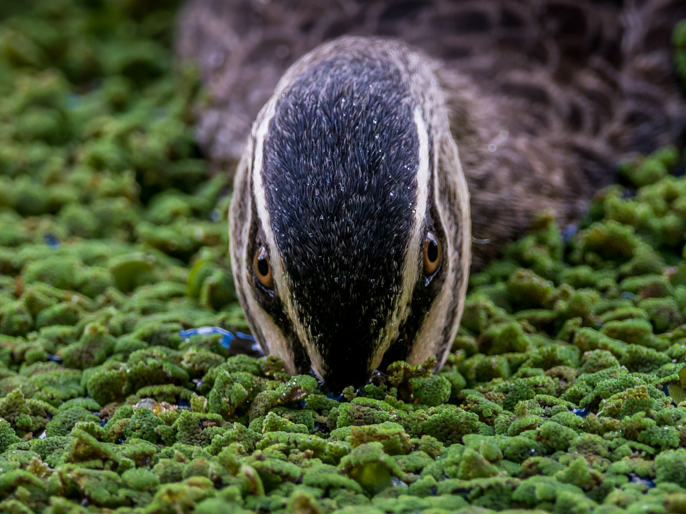 Pacific Black Duck (Image ID 25389)