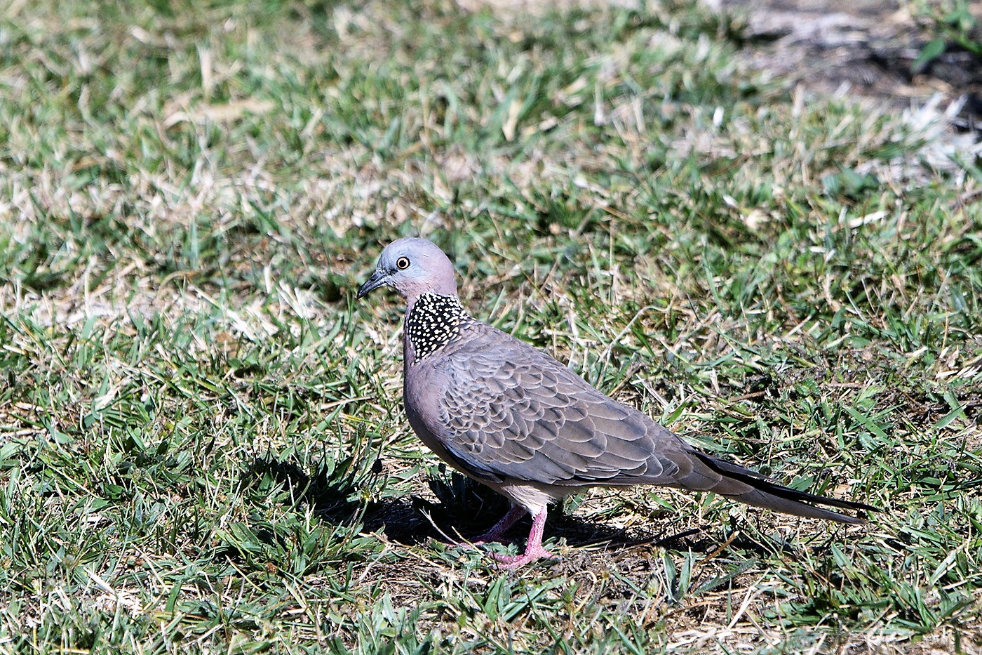 Spotted Dove (Image ID 24807)