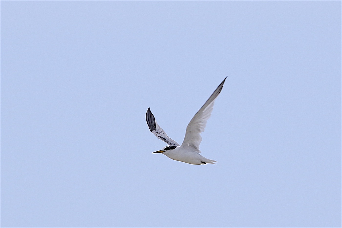 Saunders's Tern (Image ID 24808)