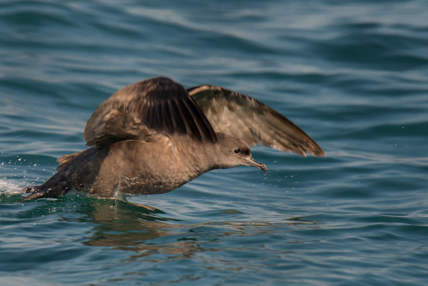 Short-tailed Shearwater (Image ID 24949)