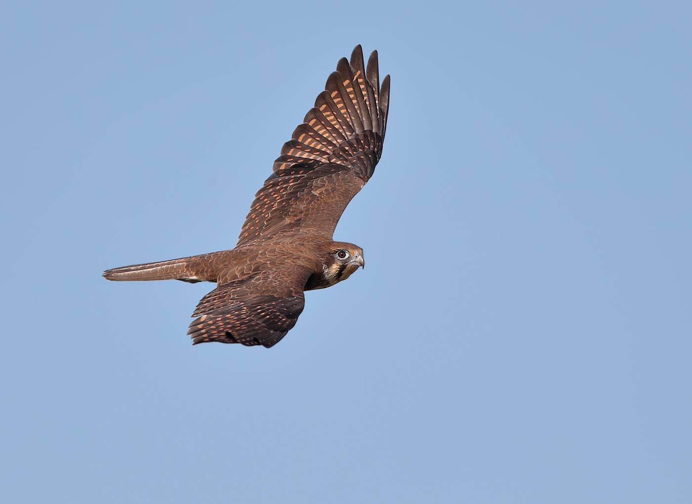 Brown Falcon (Image ID 25315)