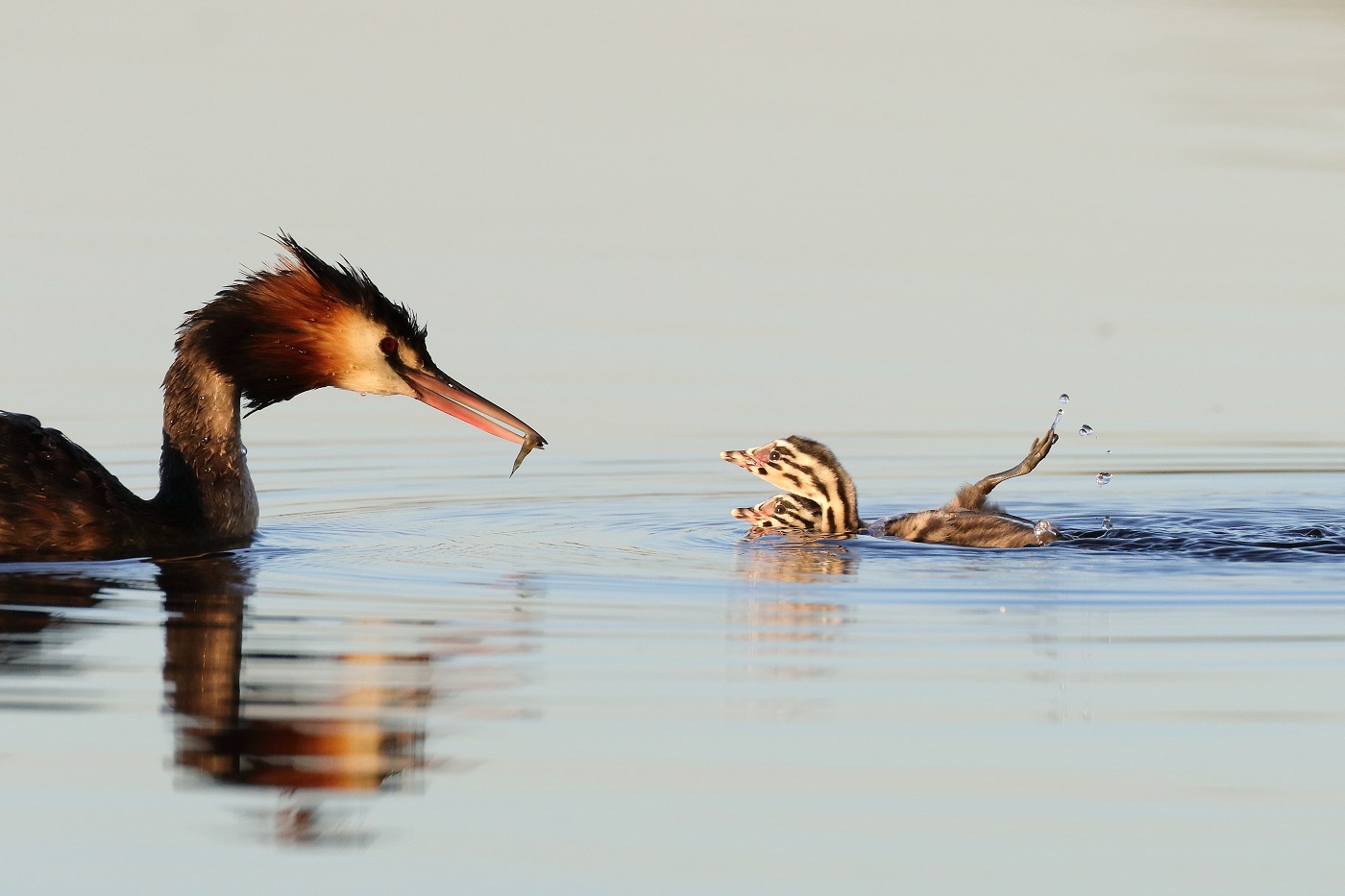 Great Crested Grebe (Image ID 25272)