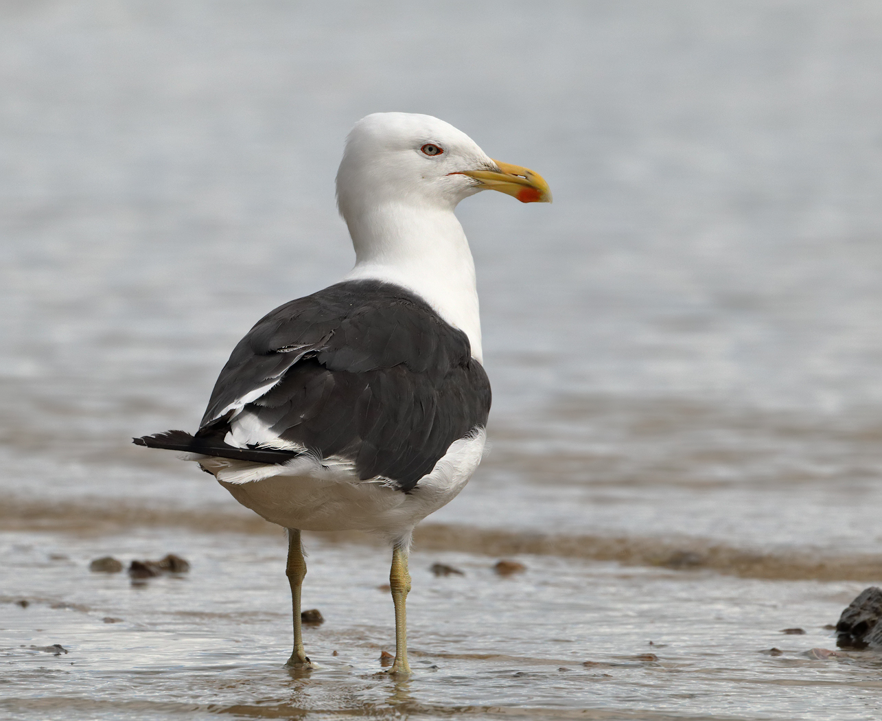Kelp Gull (Image ID 25366)