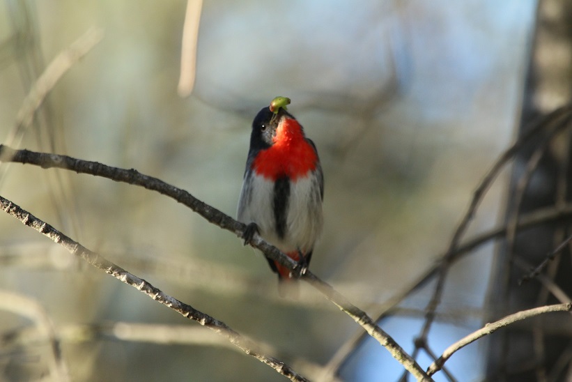 Mistletoebird (Image ID 25309)