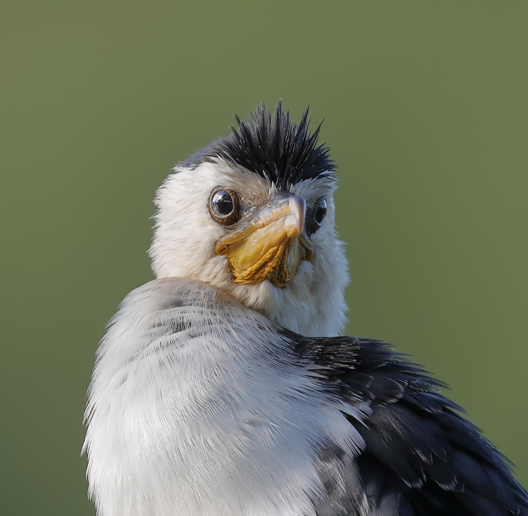 Little Pied Cormorant (Image ID 25338)