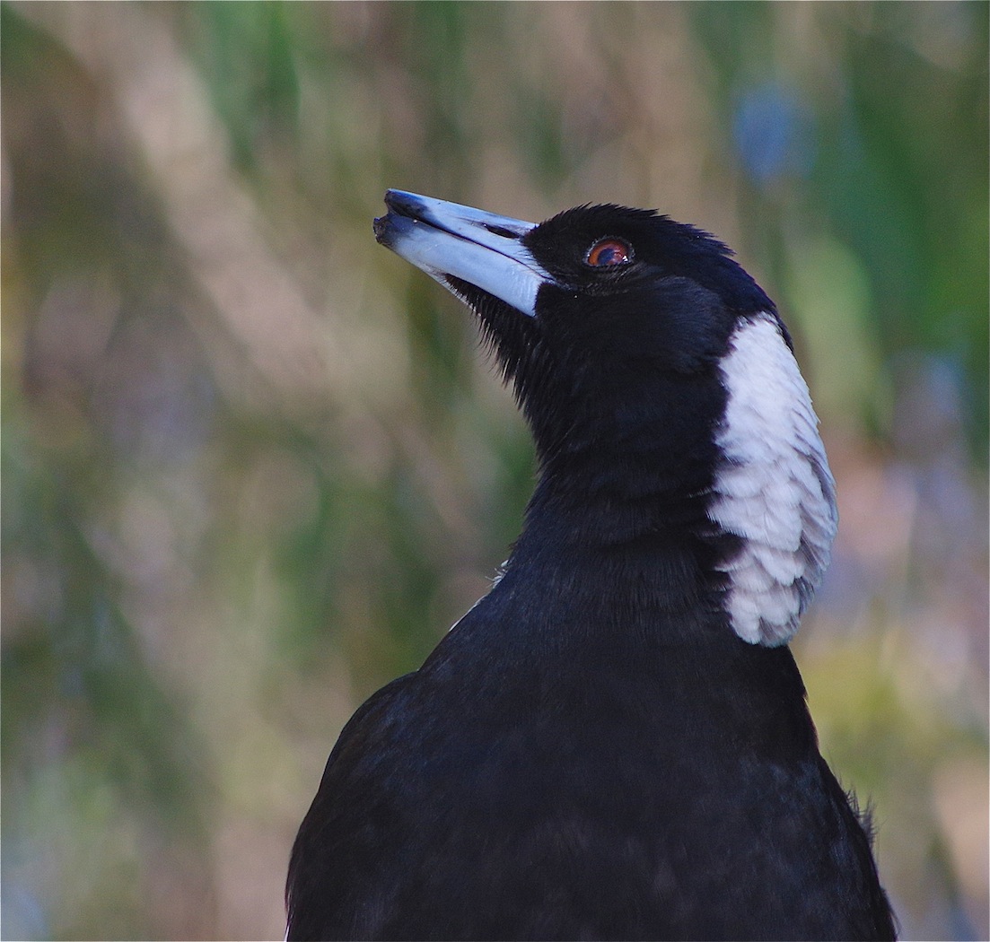Australian Magpie (Image ID 25287)
