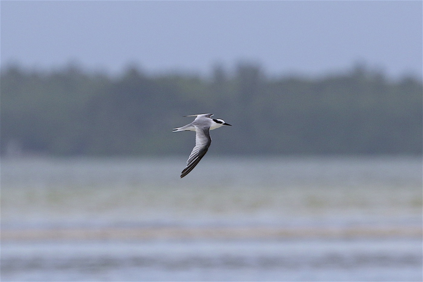 Saunders's Tern (Image ID 24809)