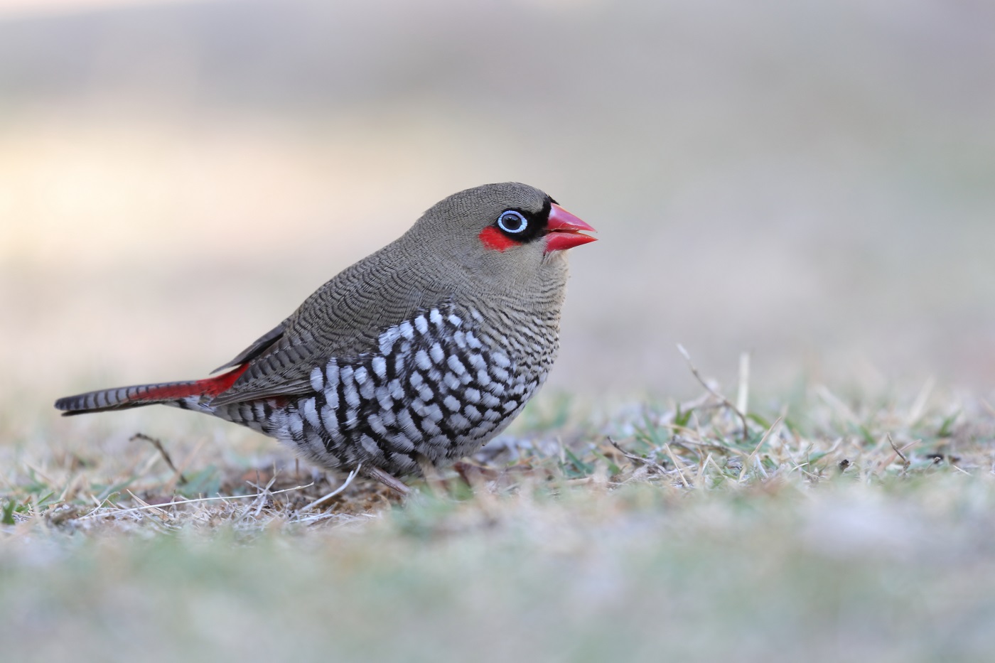 Red-eared Firetail (Image ID 25379)