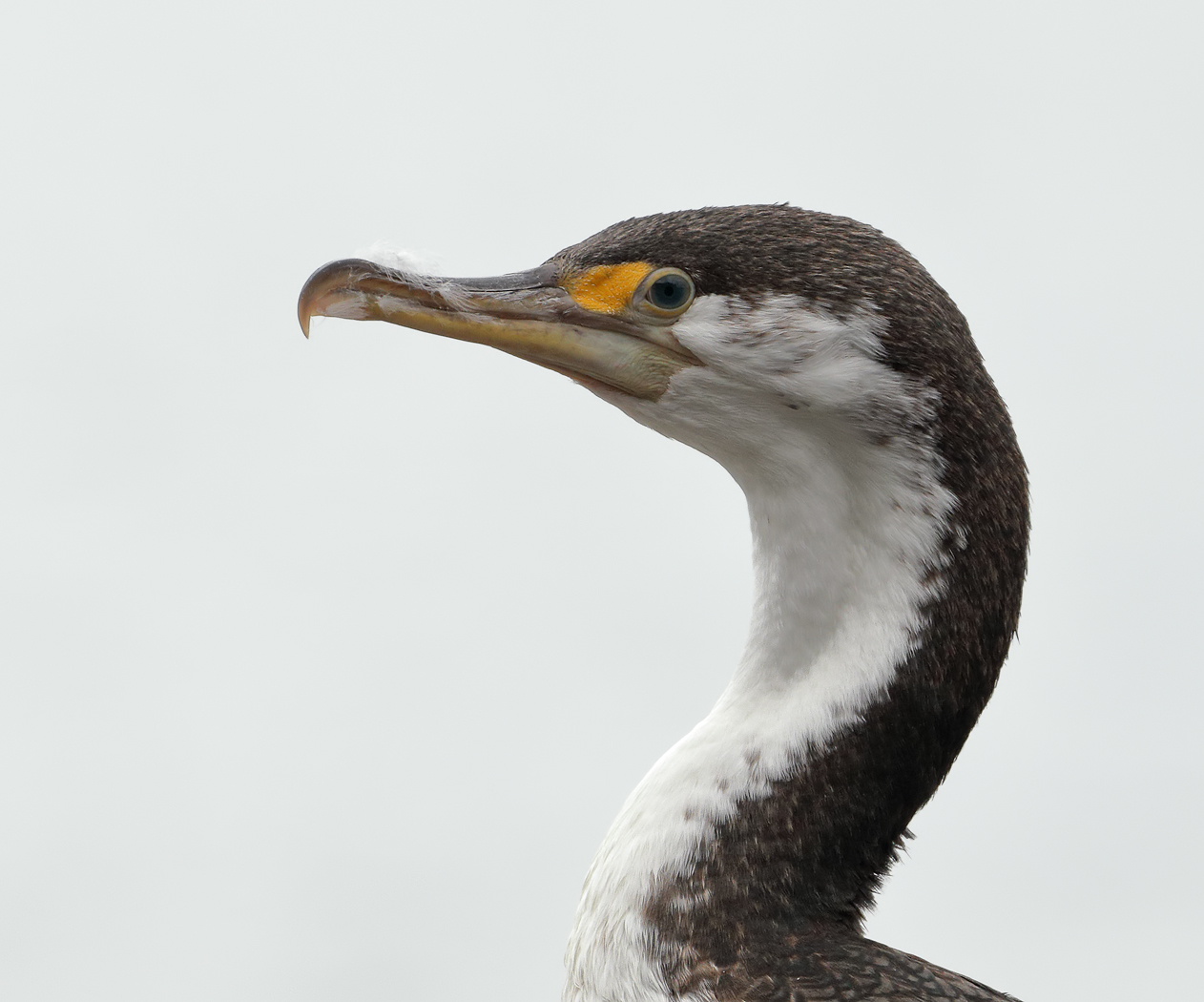 Great Pied Cormorant (Image ID 25383)