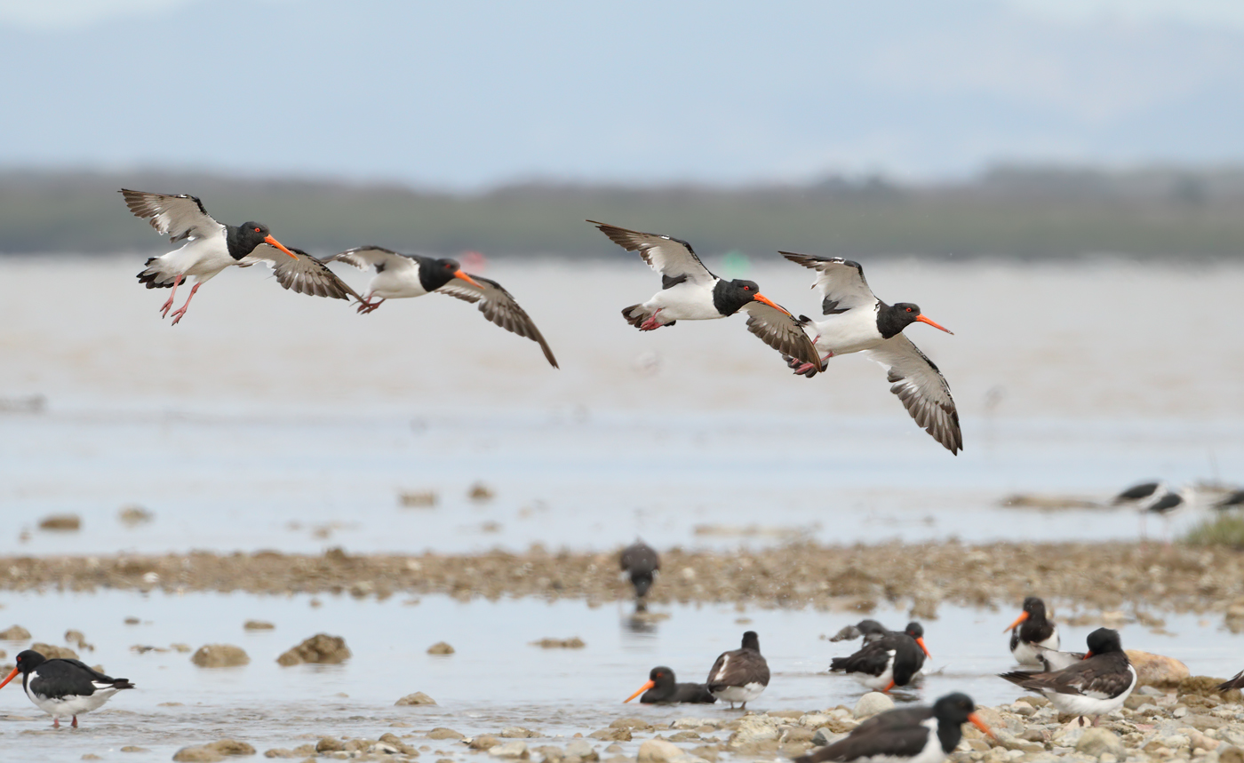 South Island Pied Oystercatcher (Image ID 25409)