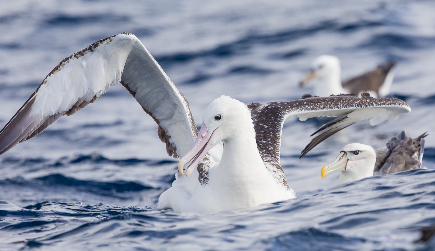 Southern Royal Albatross (Image ID 25555)