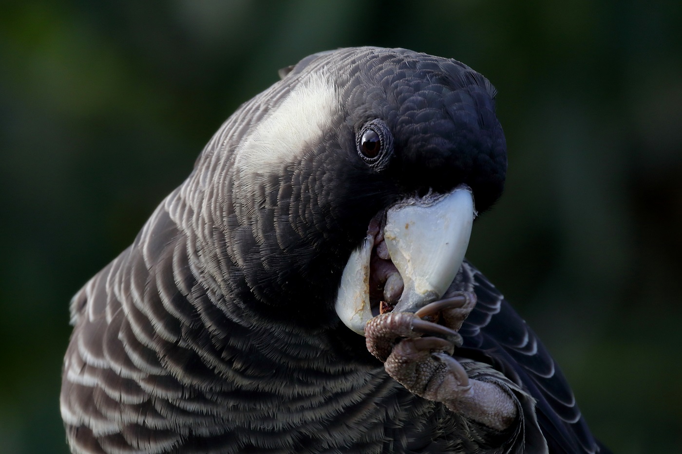 Carnaby's Black-Cockatoo (Image ID 25745)