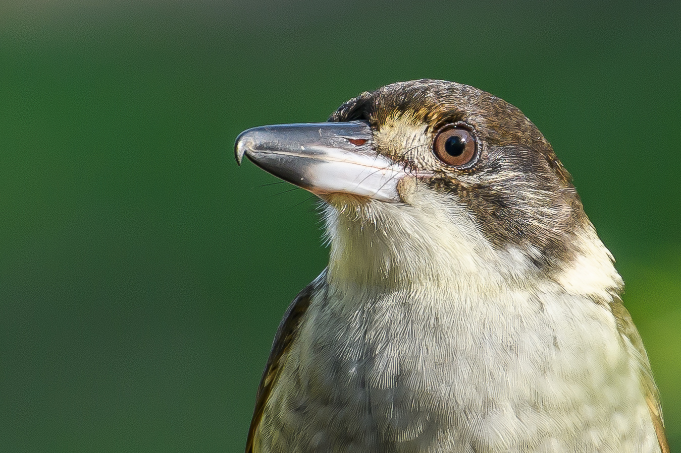Grey Butcherbird (Image ID 25542)
