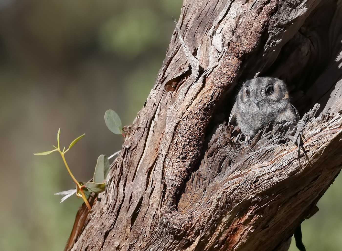 Australian Owlet-nightjar (Image ID 25894)