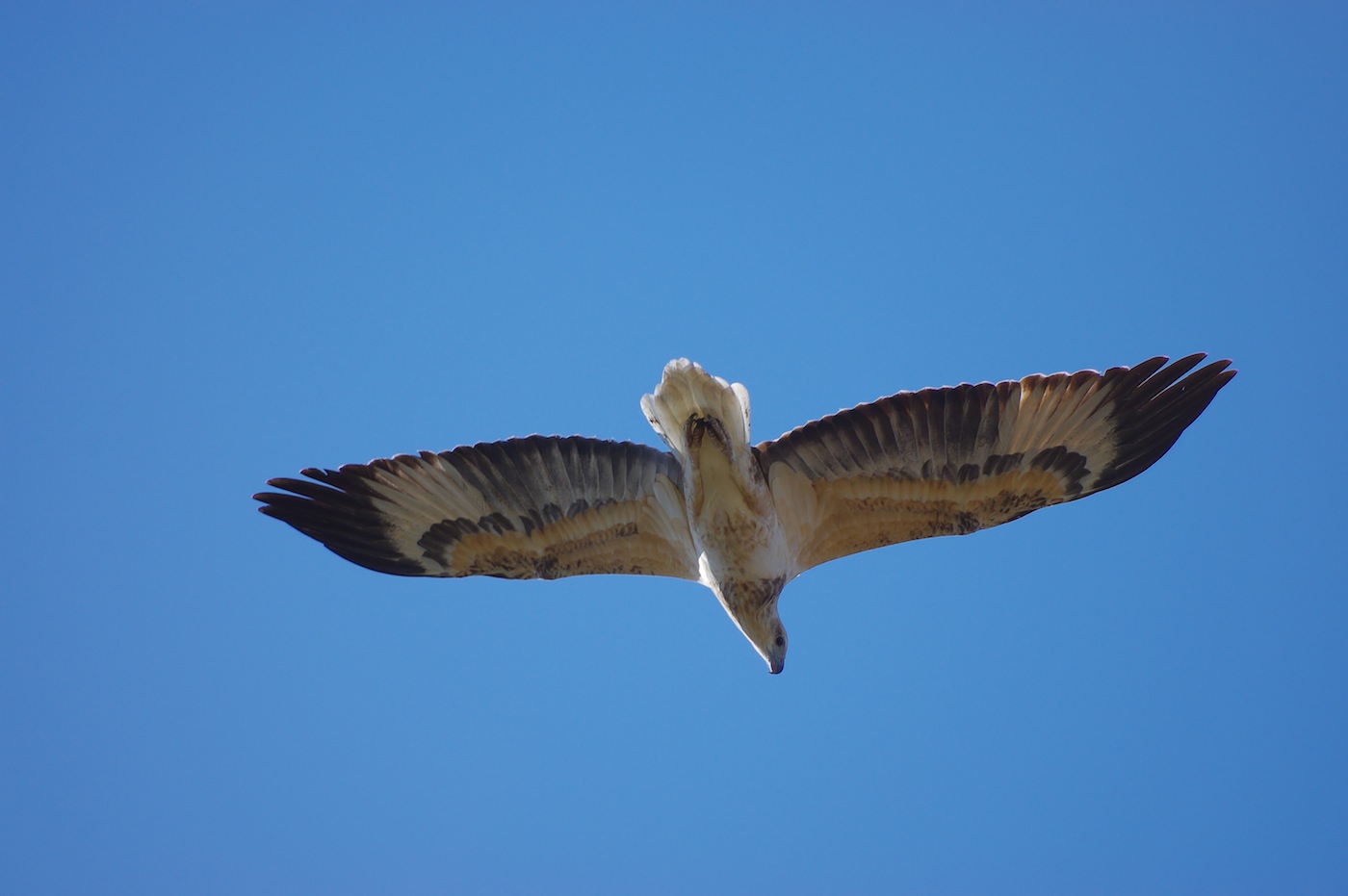 White-bellied Sea-Eagle (Image ID 25754)